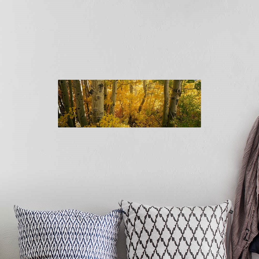 A bohemian room featuring This nature photograph comes on a panoramic shaped wall decoration is a close up of tree trunks i...