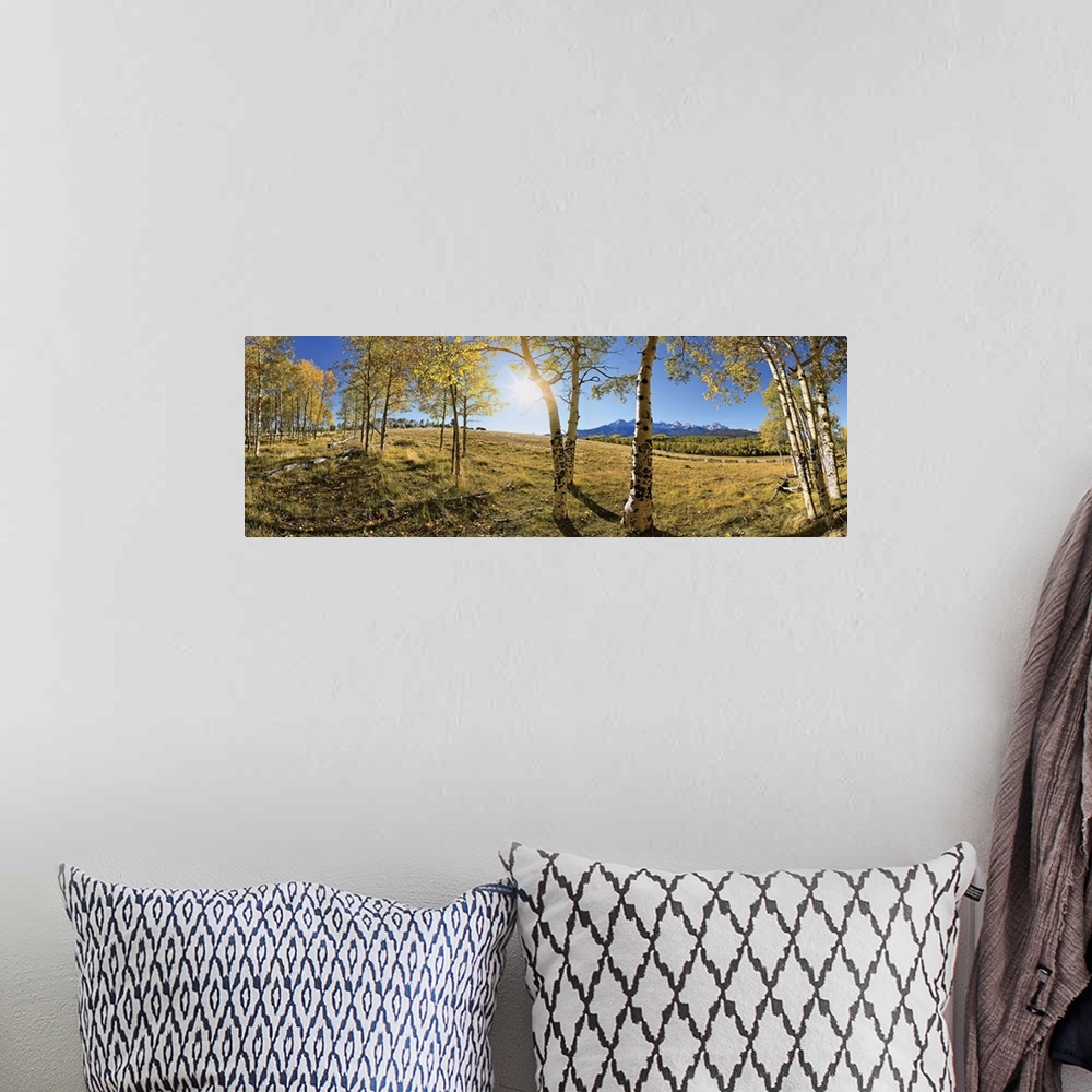 A bohemian room featuring Panoramic photograph on a giant canvas of aspen trees with golden foliage, at the edge of a fores...