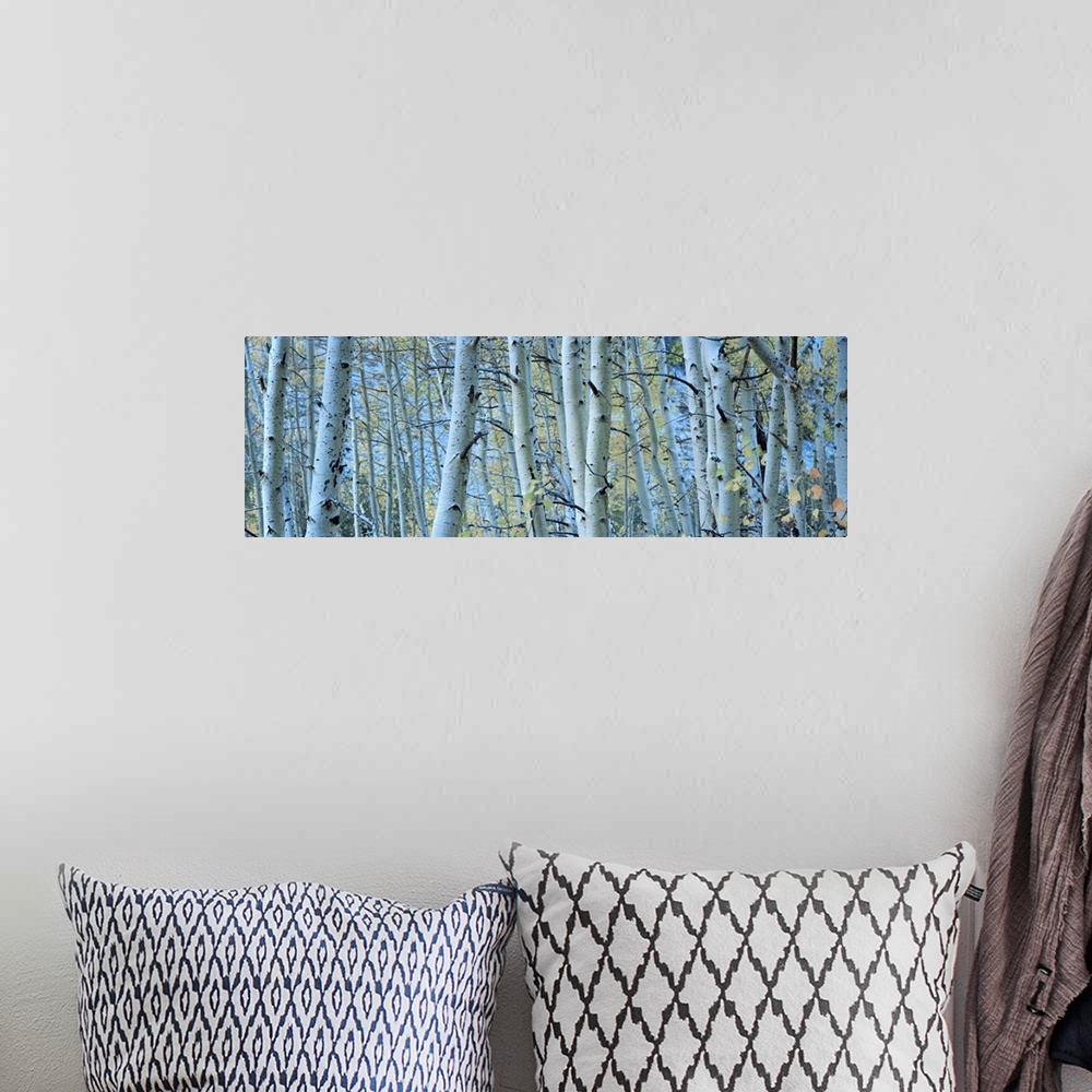 A bohemian room featuring Panoramic photograph of forest filled with tall bare, lightly colored tree barks.