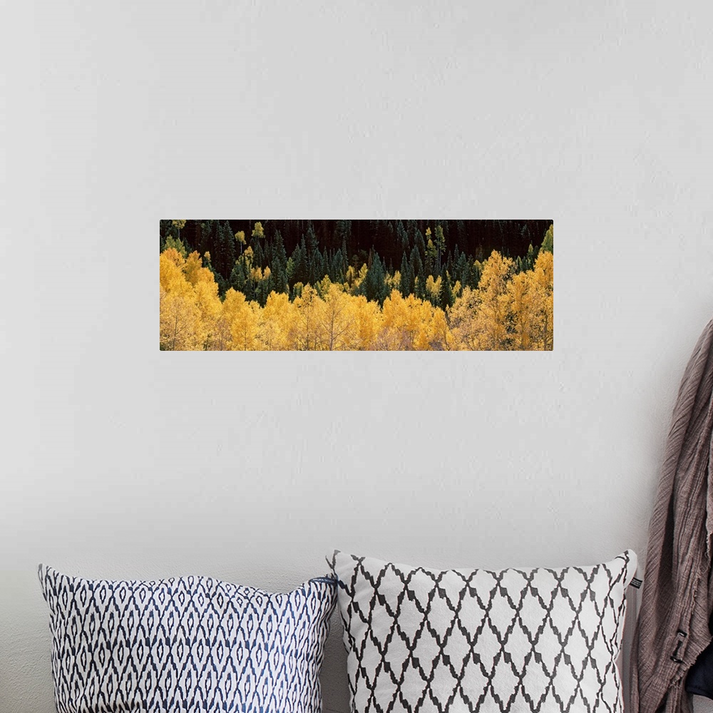 A bohemian room featuring Panoramic photograph of golden tree tops with forest in the background.