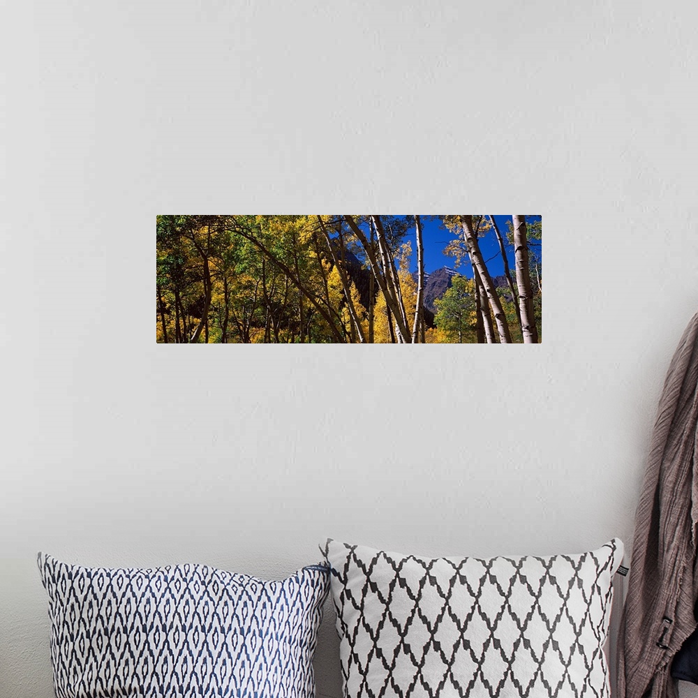 A bohemian room featuring Panoramic photograph on a large canvas of fall colored aspen trees in Pitkin County, Colorado.  T...