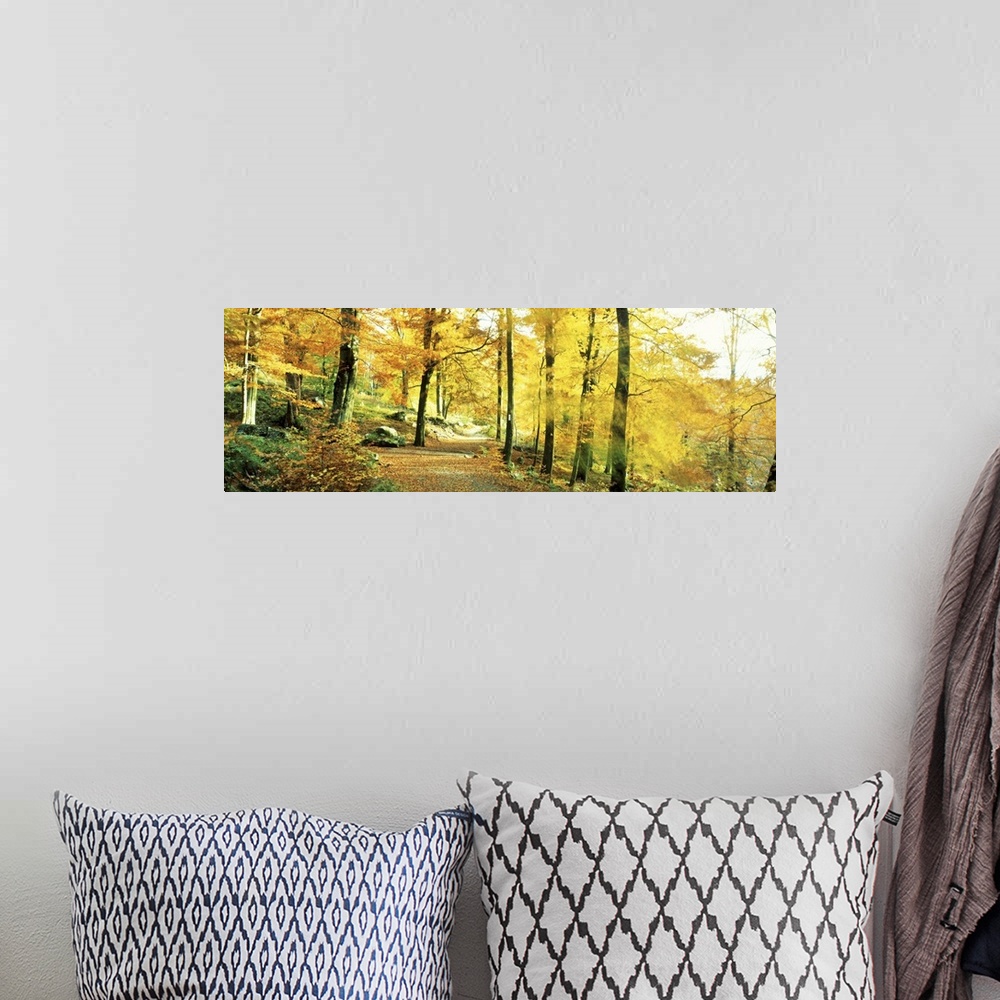 A bohemian room featuring Autumn Forest Germany