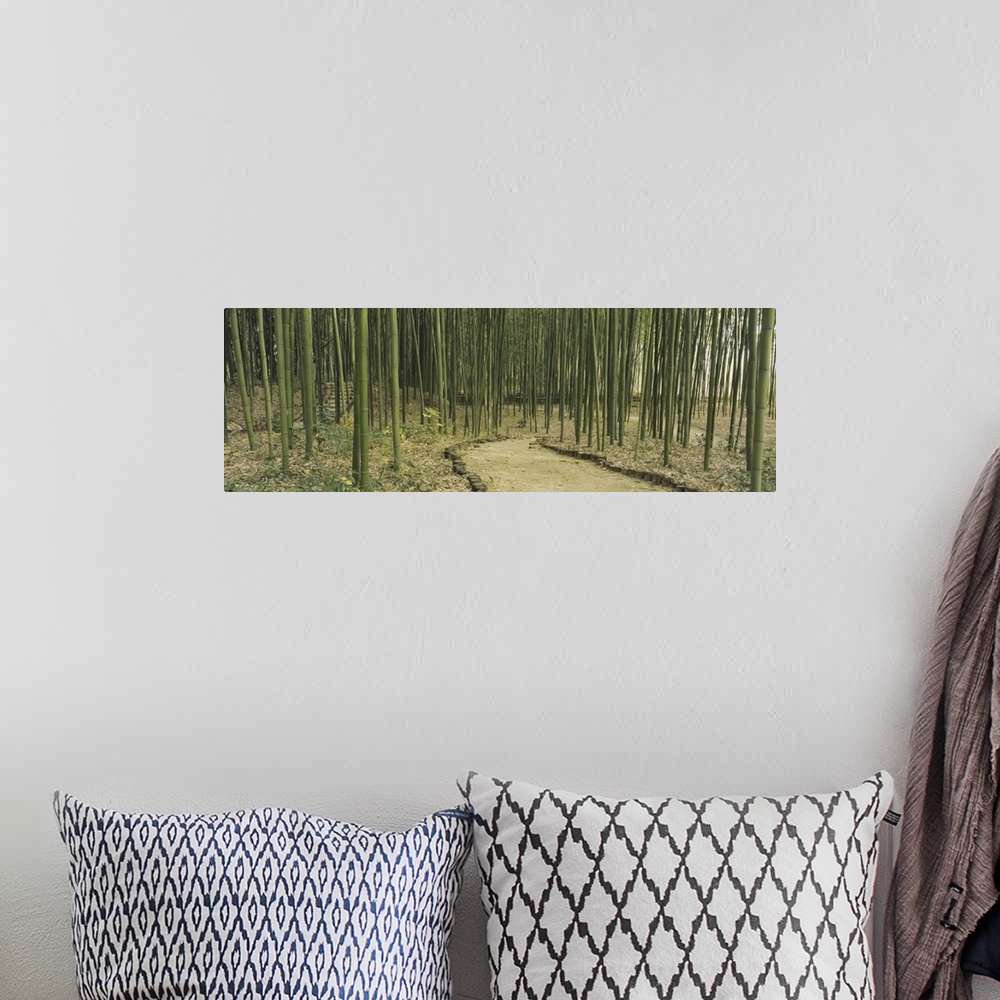 A bohemian room featuring Panoramic image of a forest of bamboo along a trail in Kyoto, Japan.