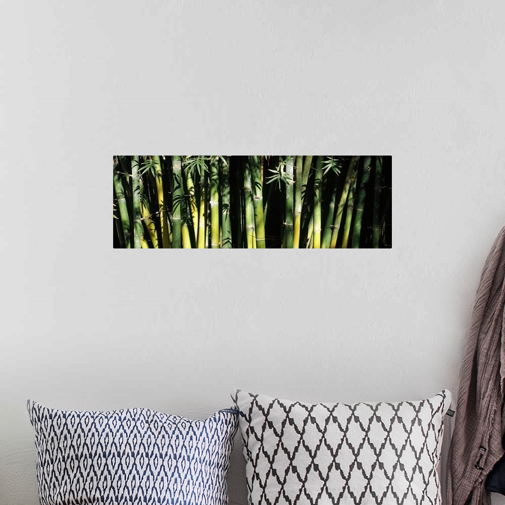 A bohemian room featuring Panoramic photograph of shaded trees and leaves.