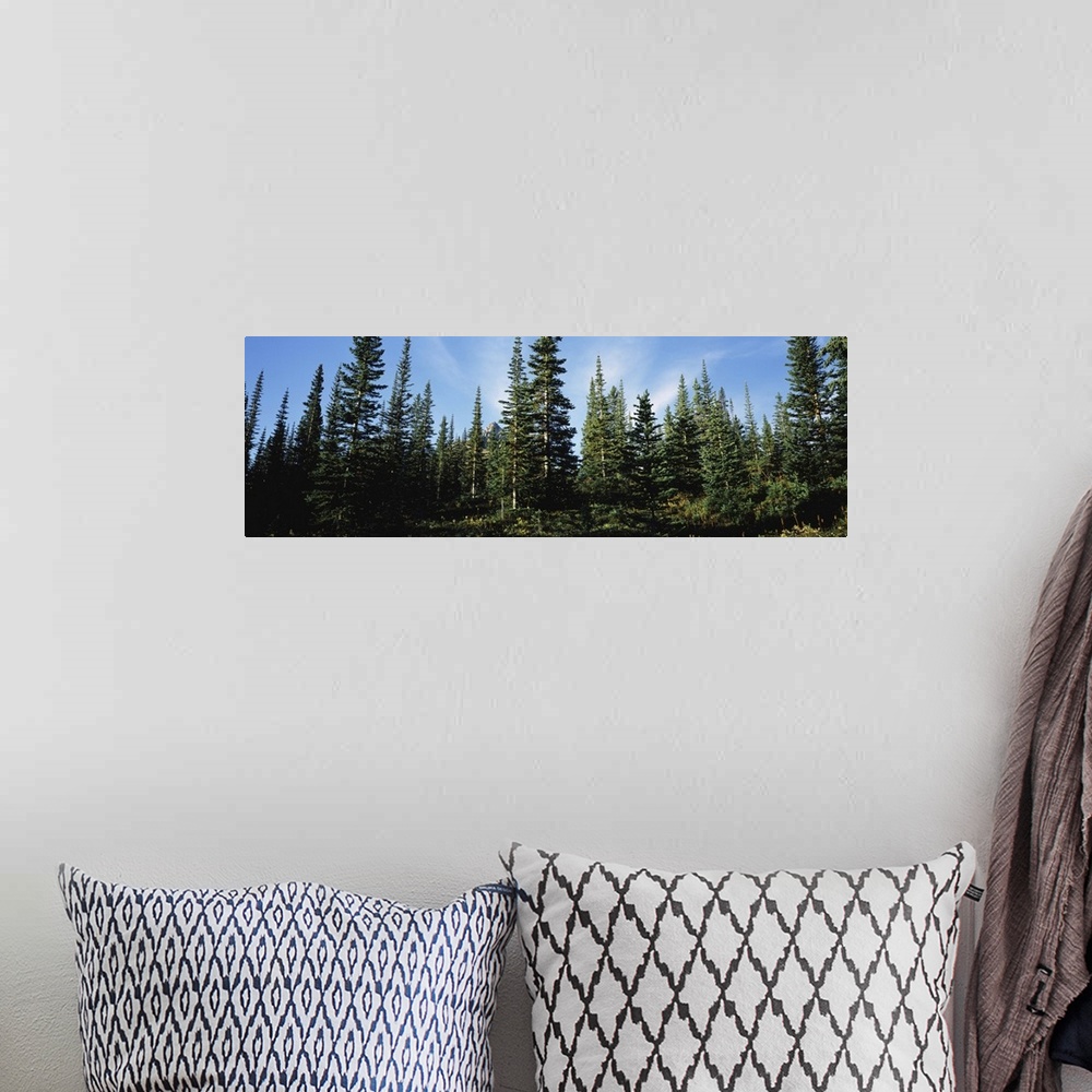 A bohemian room featuring Banff Pine Trees, Alberta, Canada