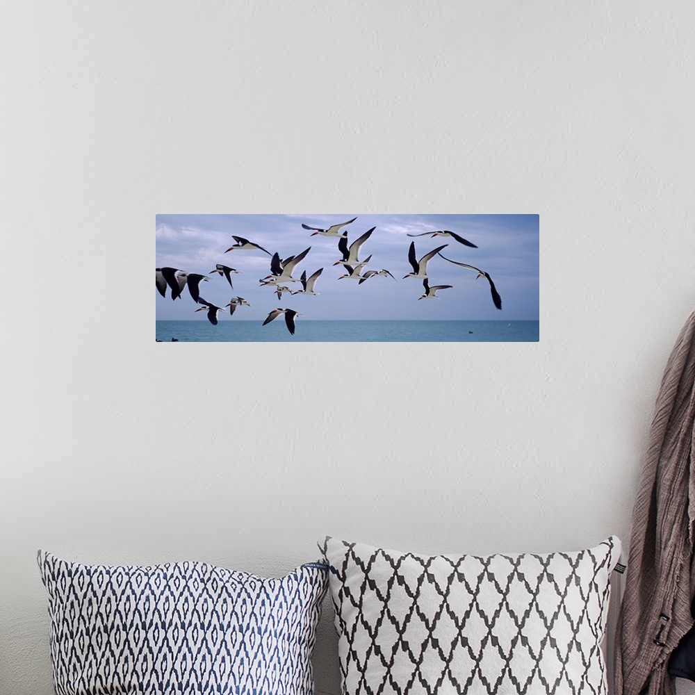 A bohemian room featuring Black skimmers (Rynchops niger) flying over the beach, Nokomis Beach, Casey Key, Nokomis, Sarasot...