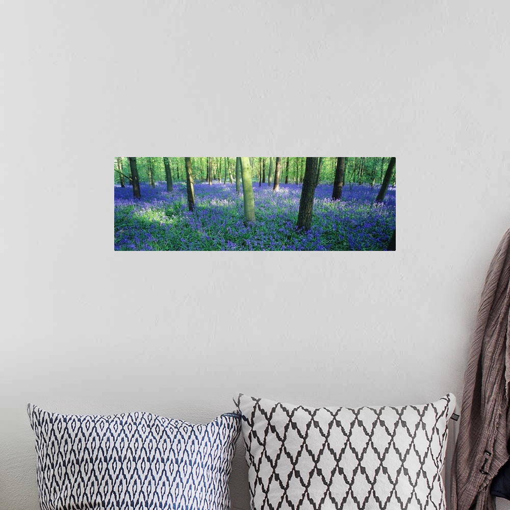 A bohemian room featuring Giant, horizontal photograph of a forest of bluebell flowers surrounding many trees in Charfield,...