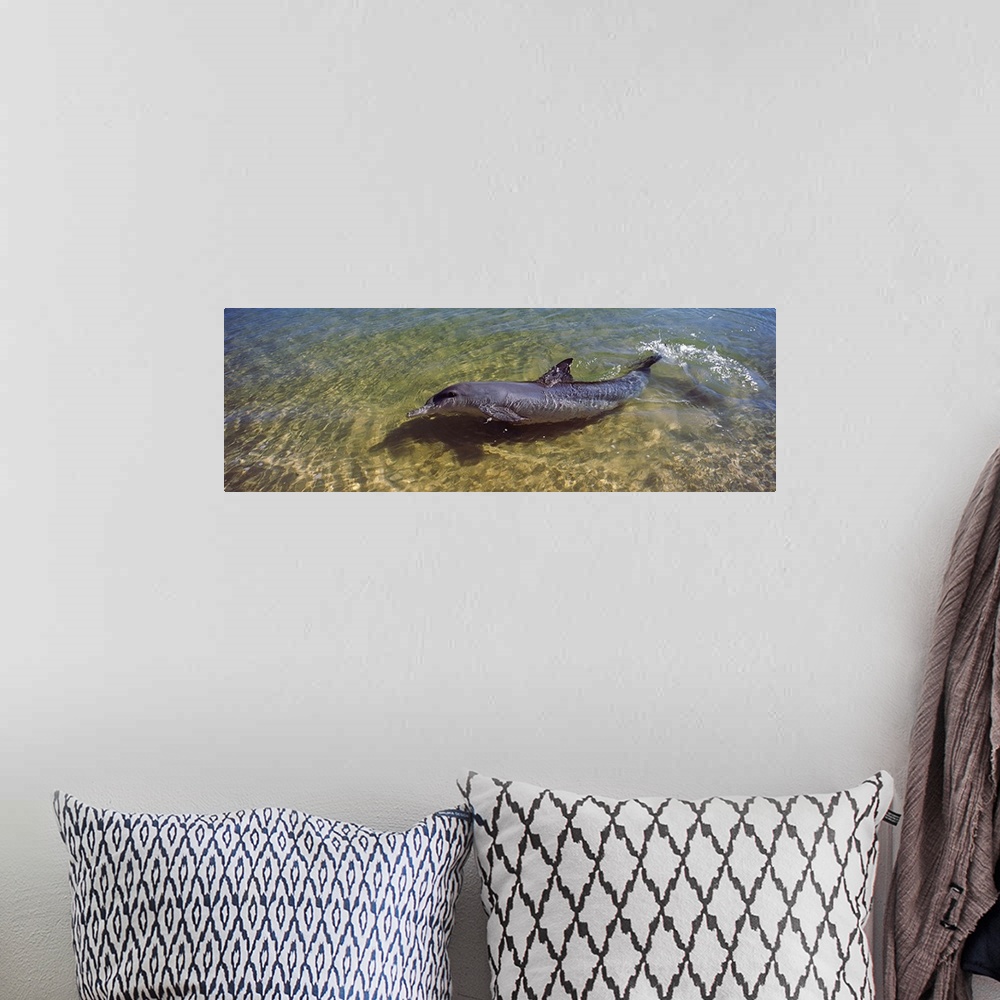 A bohemian room featuring Bottle Nosed dolphin (Tursiops truncatus) in the sea, Monkey Mia, Shark Bay Marine Park, Perth, W...