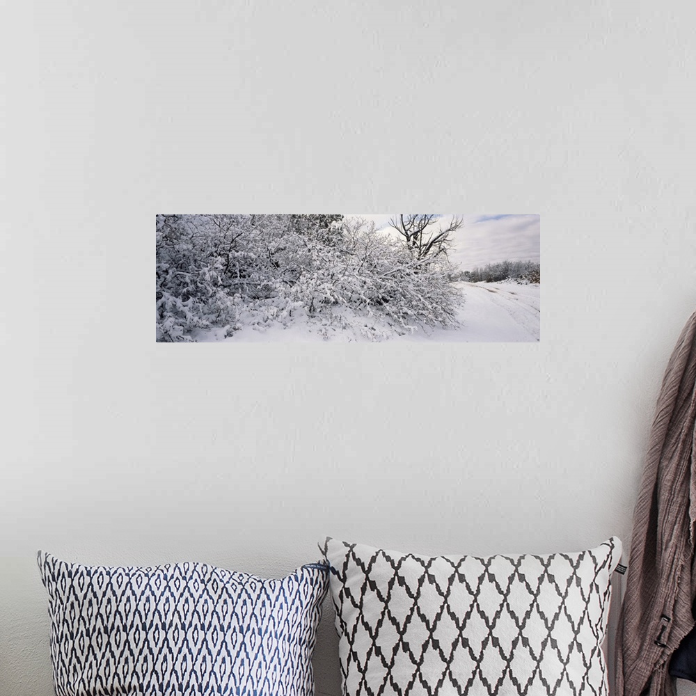 A bohemian room featuring Bushes covered with snow, La Sal Mountains, Moab, Utah