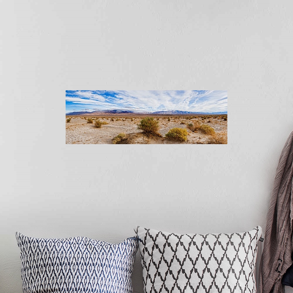 A bohemian room featuring Bushes in a desert, Death Valley, Death Valley National Park, California