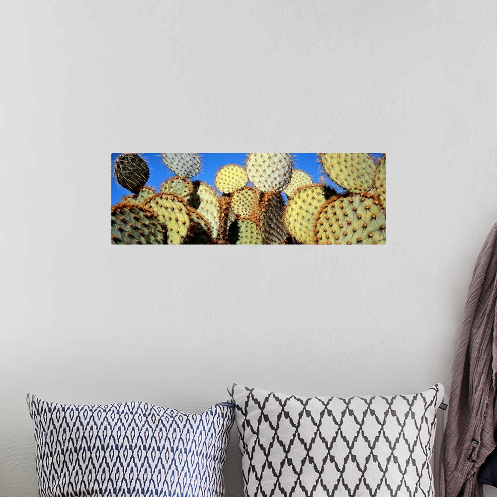 A bohemian room featuring California, Joshua Tree National Park, Close-up of Prickly Pear Cactus