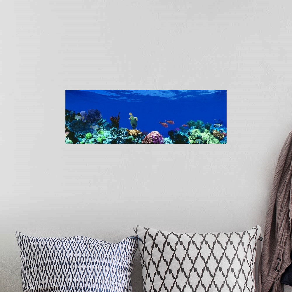 A bohemian room featuring Panoramic photograph of a several tropical fish swimming around a large coral reef beneath deep b...