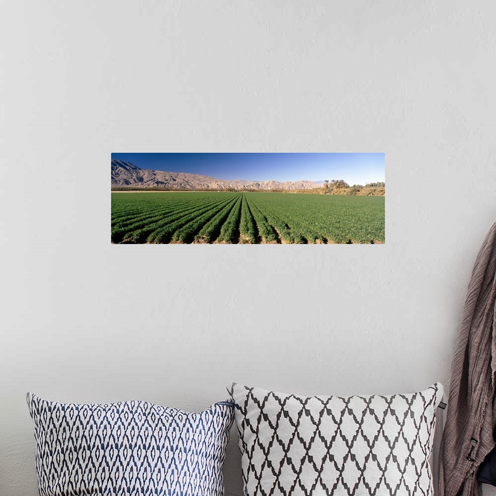 A bohemian room featuring Carrot crops in a field, Indio, Coachella Valley, Riverside County, California,