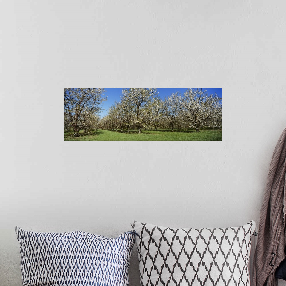 A bohemian room featuring Cherry trees in an orchard, Leelanau Peninsula, Michigan