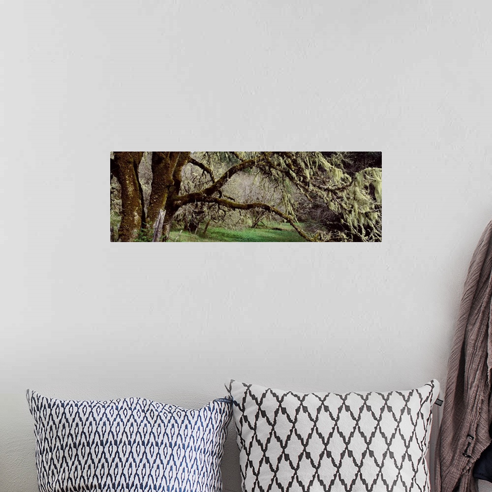 A bohemian room featuring Close-up of an oak tree, Humboldt County, California