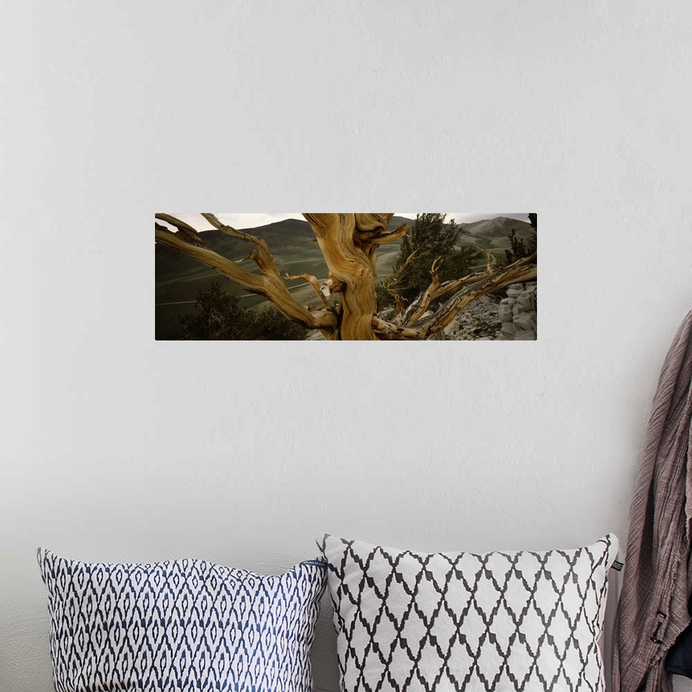 A bohemian room featuring Close-up of bristlecone pine (Pinus longaeva) tree with mountains in the background, White Mounta...