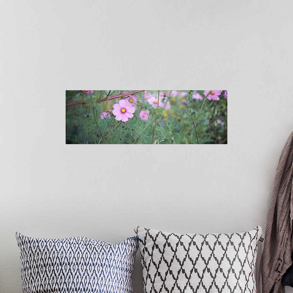A bohemian room featuring Close-up of Cosmos (Cosmos bipinnatus) flowers, Weinsberg, Baden-Wurttemberg, Germany