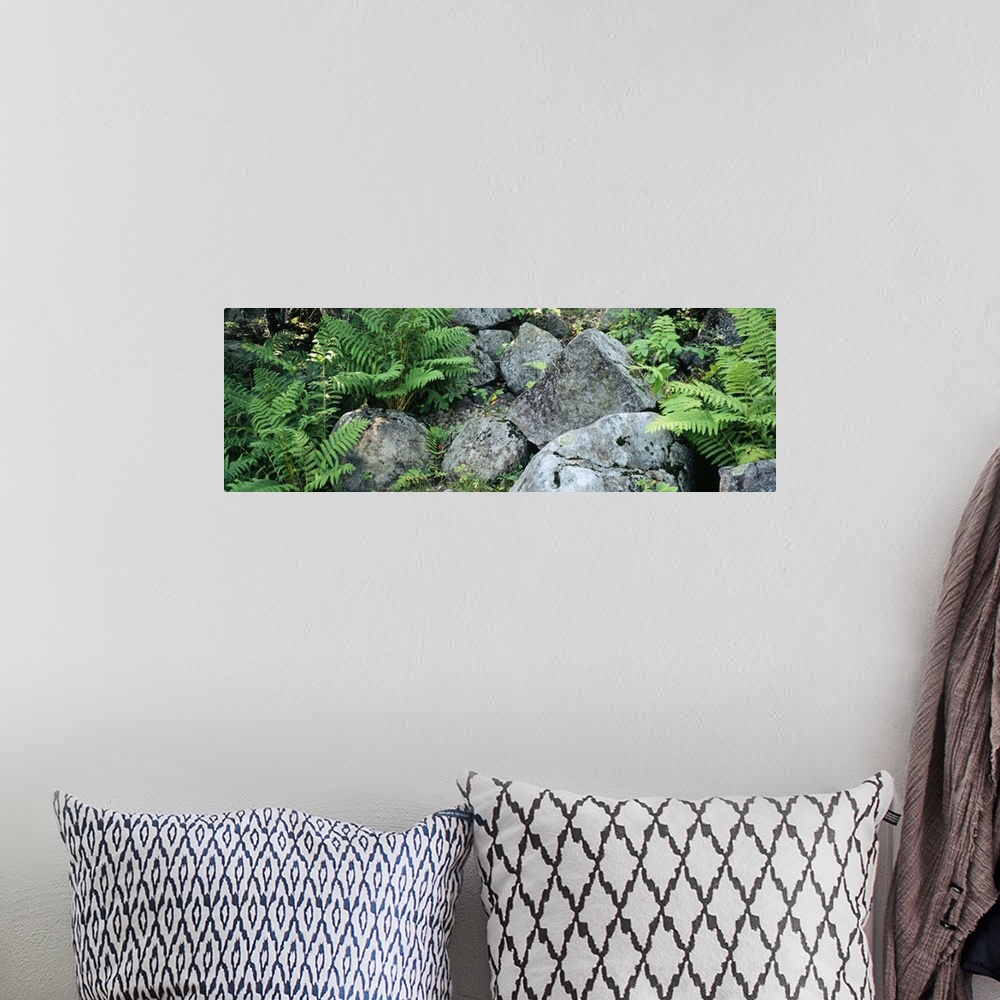 A bohemian room featuring Close-up of ferns on rocks, Moose River, Adirondack Mountains, New York State