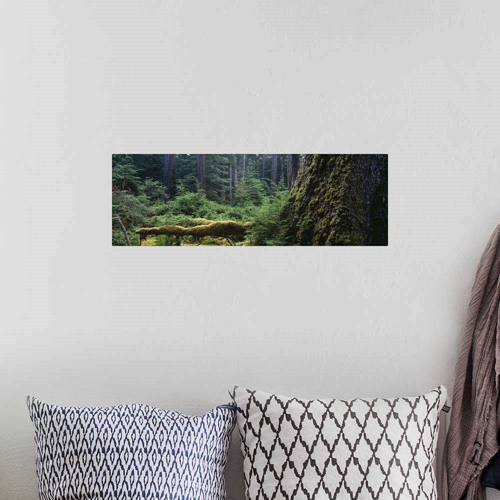 A bohemian room featuring Close-up of moss on a tree trunk, British Columbia, Canada