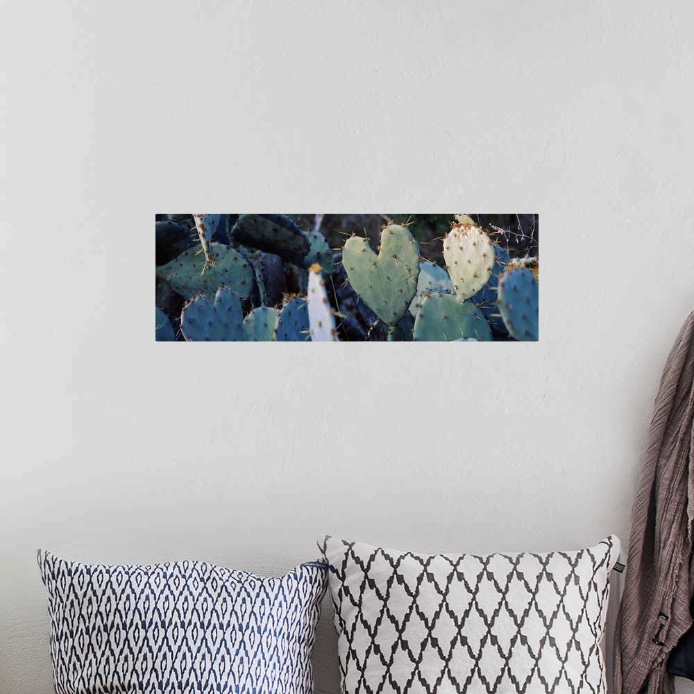 A bohemian room featuring Close up of Prickly Pear Cacti Texas