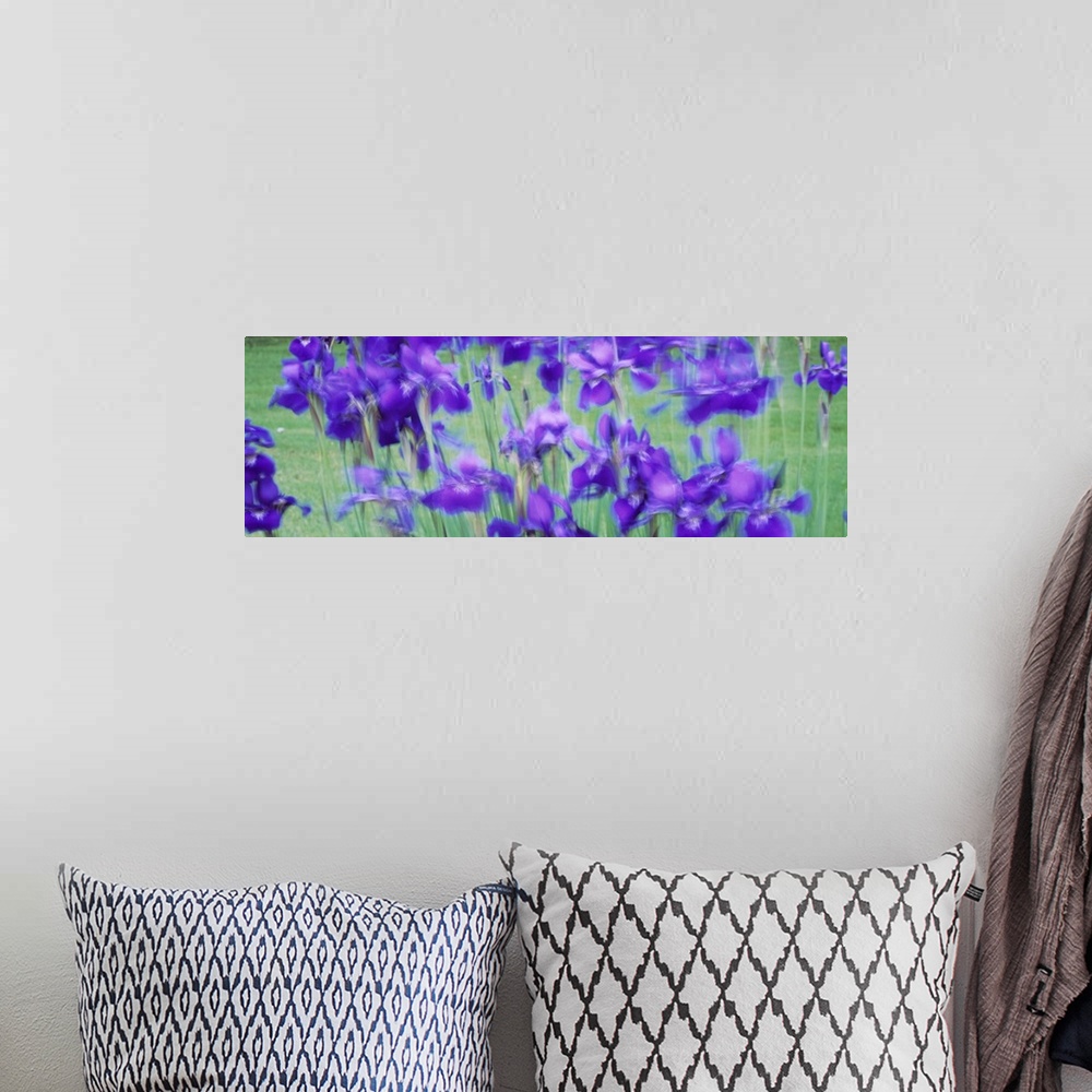 A bohemian room featuring Close-up of purple flowers
