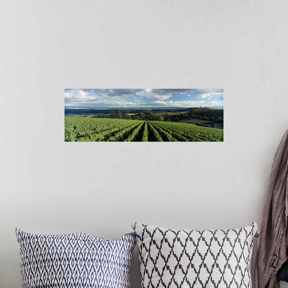 A bohemian room featuring Clouds over vineyards, Domaine Drouhin Oregon, Newberg, Willamette Valley, Oregon