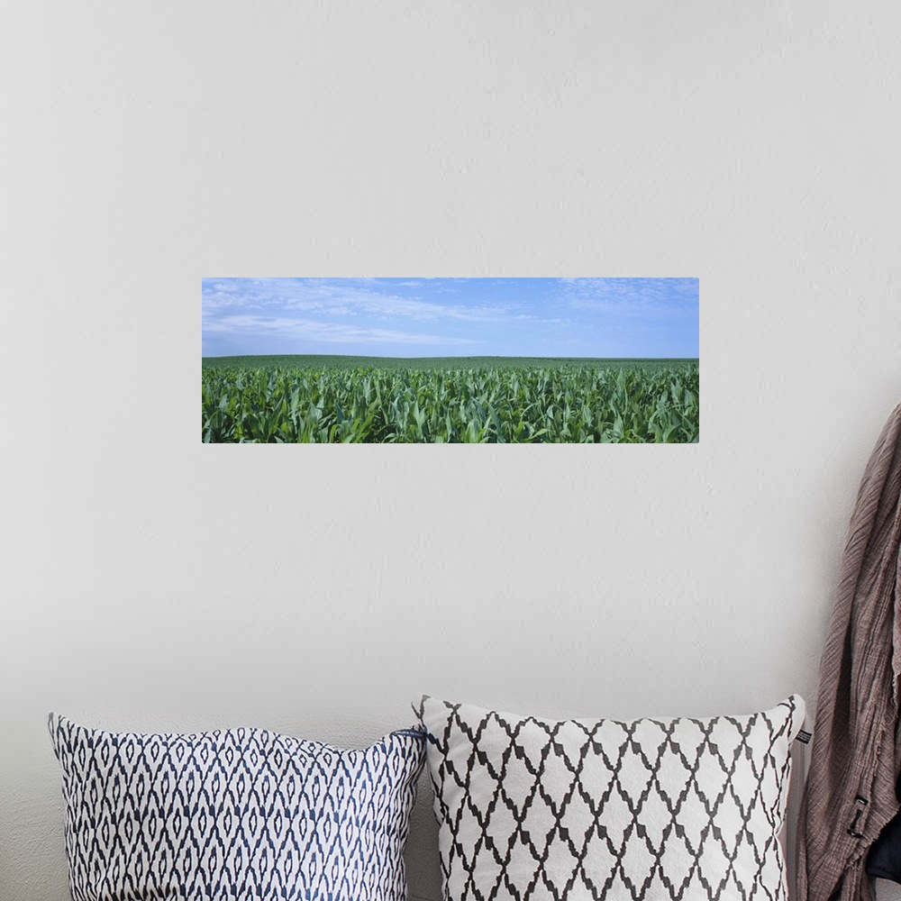 A bohemian room featuring Corn crop on a landscape, Kearney County, Nebraska