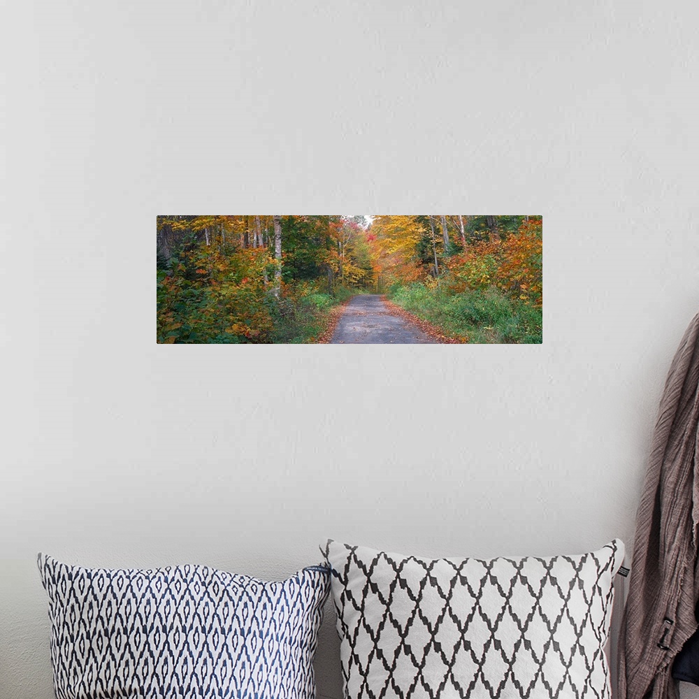A bohemian room featuring Country road passing through a forest, Adirondack Park, Franklin County, New York State,