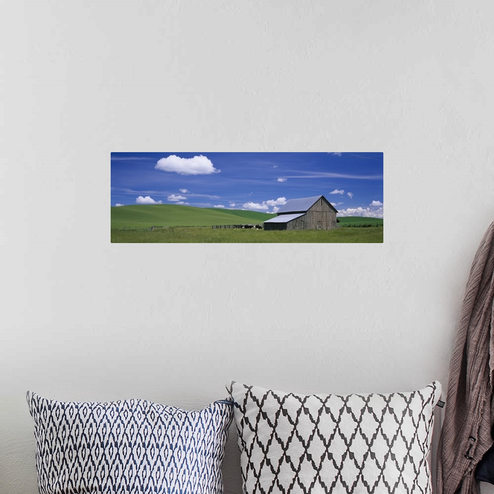 A bohemian room featuring Cows and a barn in a wheat field, Washington State