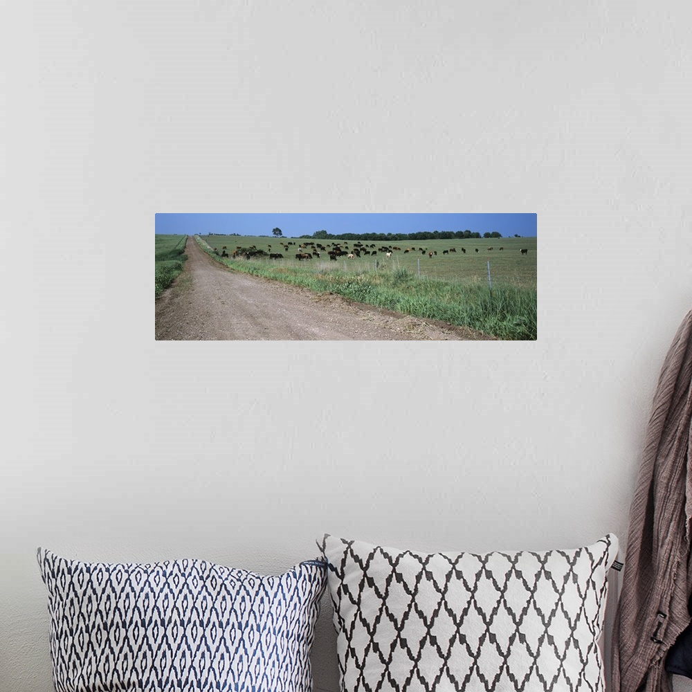 A bohemian room featuring Cows grazing in a field, Jackson County, Kansas