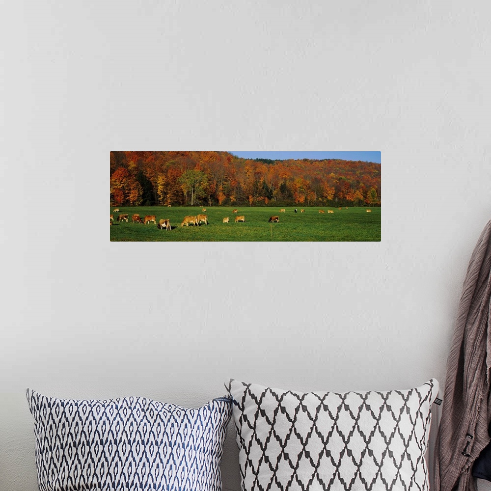 A bohemian room featuring Cows grazing on a pasture, Wilmington, Vermont, New England