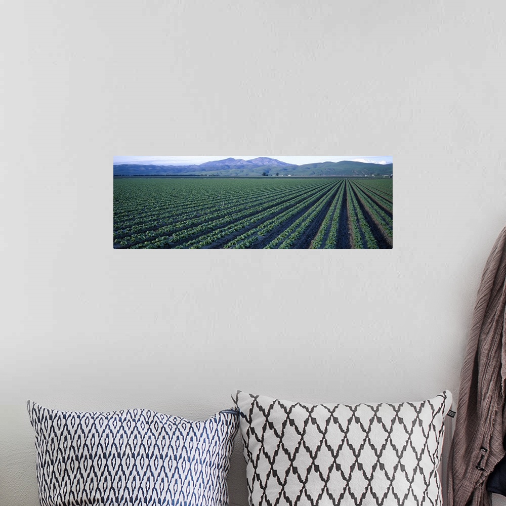 A bohemian room featuring Crops in a field, California