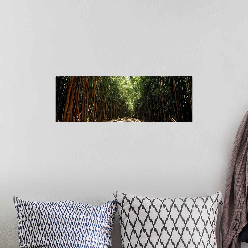 A bohemian room featuring Panoramic photograph of trail lined with tall bamboo trees.