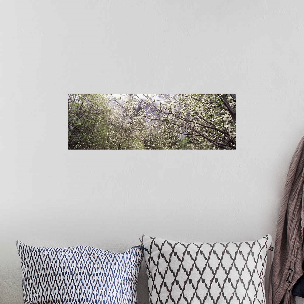 A bohemian room featuring Big panoramic canvas photo of flowers blooming on trees in a forest up close.