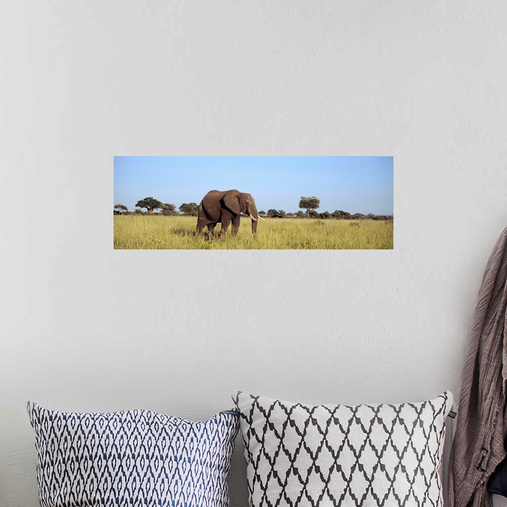 A bohemian room featuring Elephant Tarangire Tanzania Africa