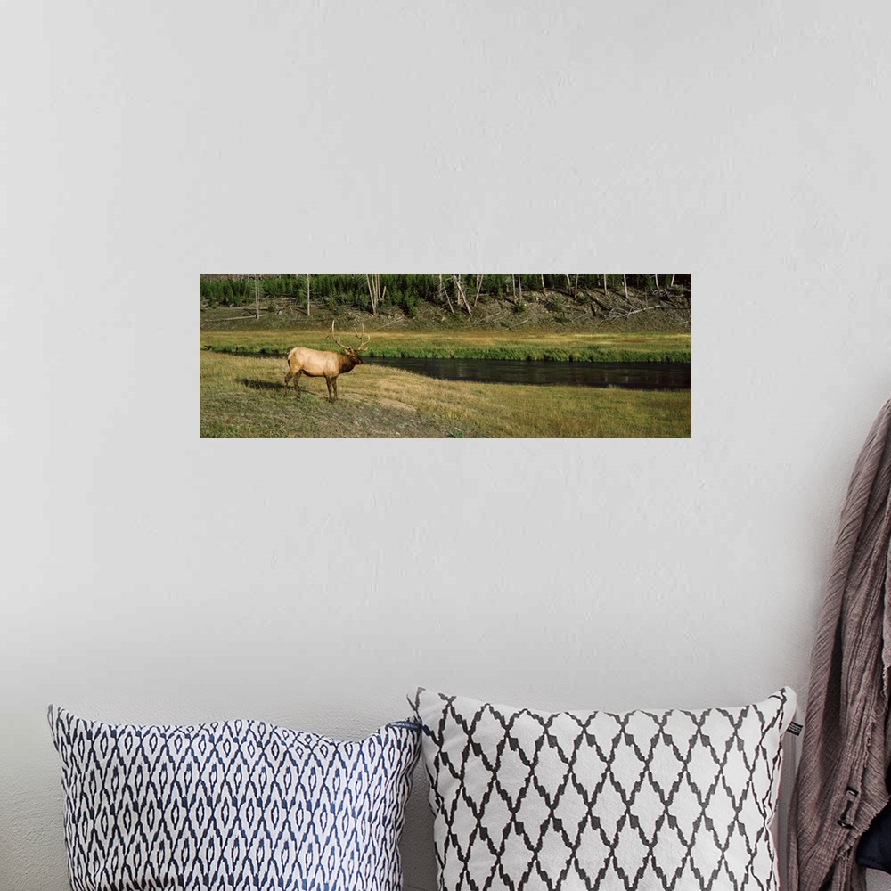 A bohemian room featuring Elk Cervus canadensis in a forest Madison River Yellowstone National Park Wyoming
