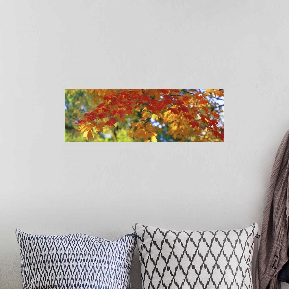 A bohemian room featuring A panoramic photograph of a branch of autumn leaves consisting of several colors.