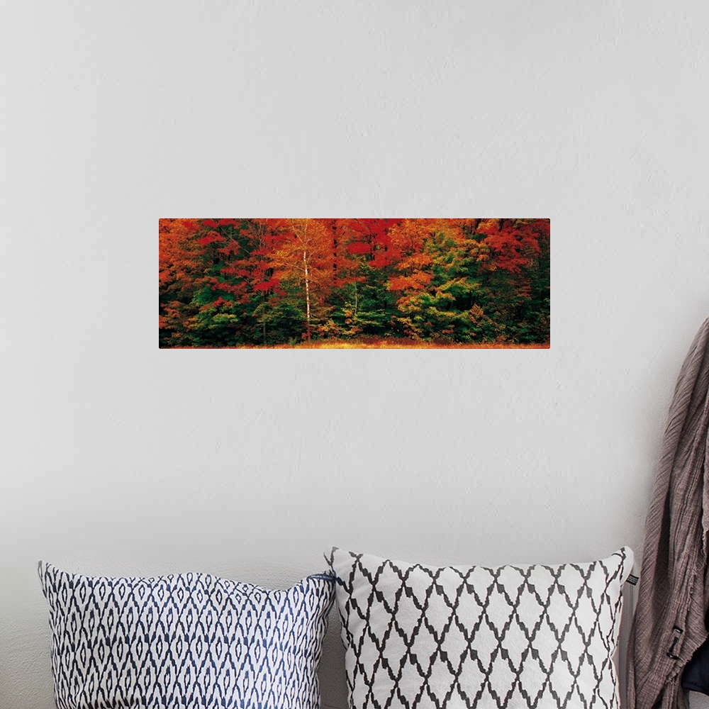 A bohemian room featuring Panoramic photograph of dense forest filled with trees covered in autumn leaves.