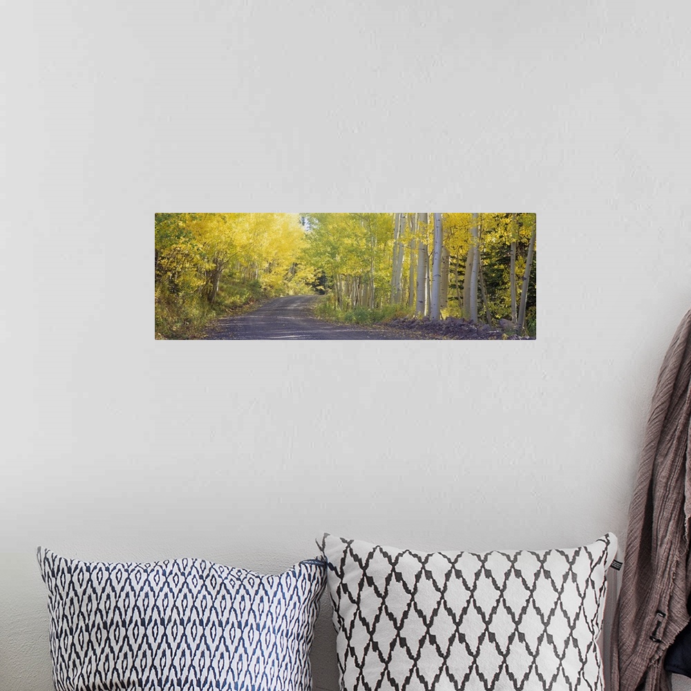 A bohemian room featuring This large panoramic photograph shows a road that is lined with birch trees that have light green...
