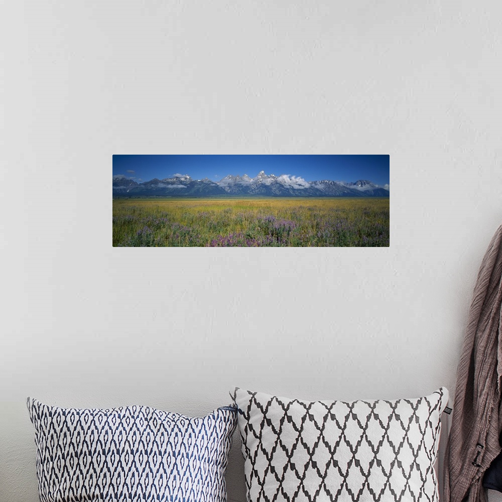 A bohemian room featuring Field of flowers, Grand Teton National Park, Wyoming