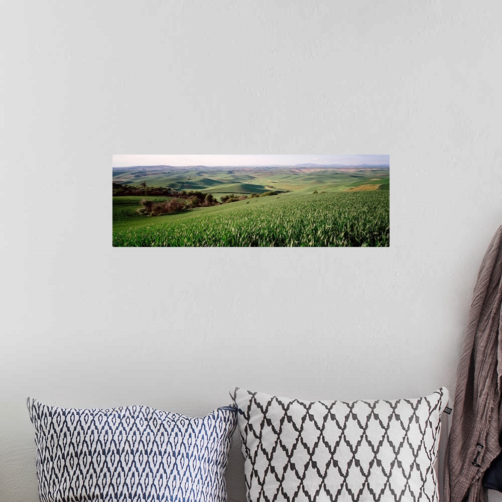 A bohemian room featuring Field on a landscape, Steptoe Butte, Washington State