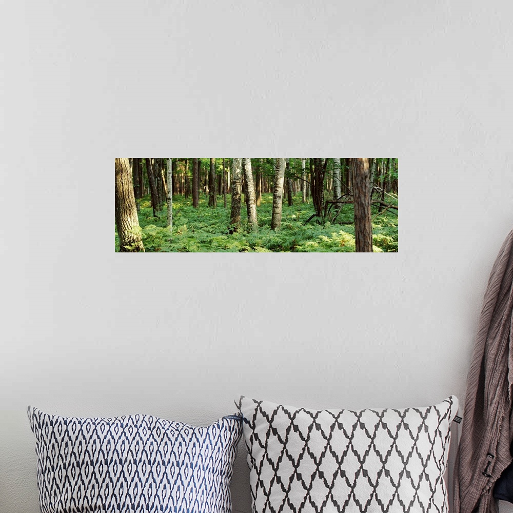A bohemian room featuring forest floor