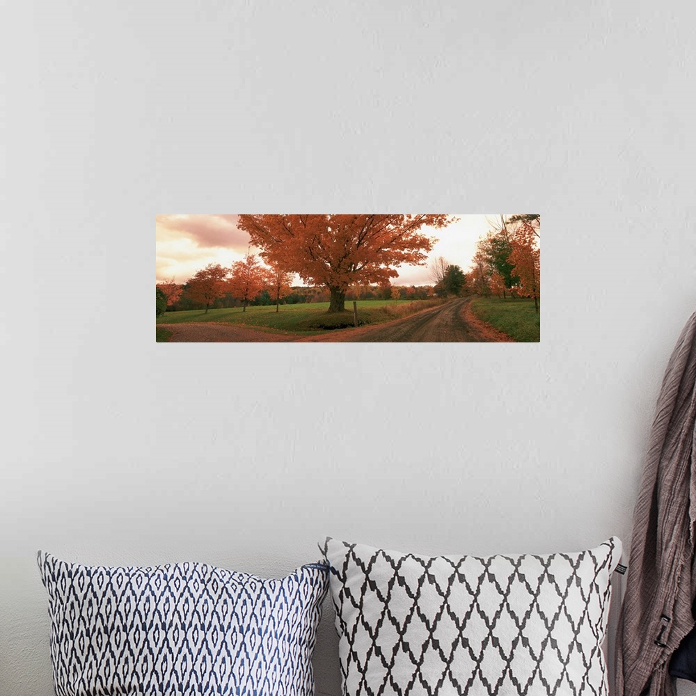 A bohemian room featuring This is a panoramic photograph of a convergence of two roads under a tree in a field at autumn.