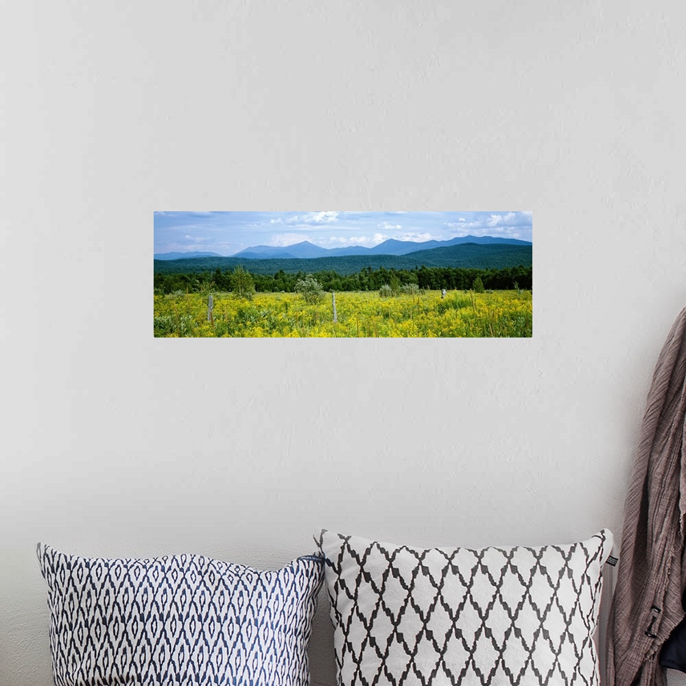 A bohemian room featuring Goldenrod flowers in field with mountains in the background, Adirondack High Peaks, Adirondack Mo...
