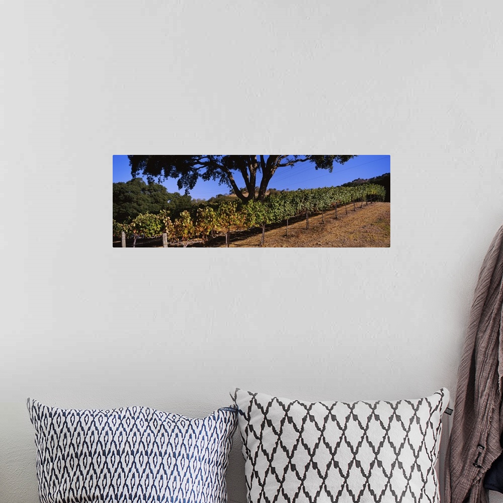 A bohemian room featuring Grape vines in a vineyard, Napa Valley, Napa County, California