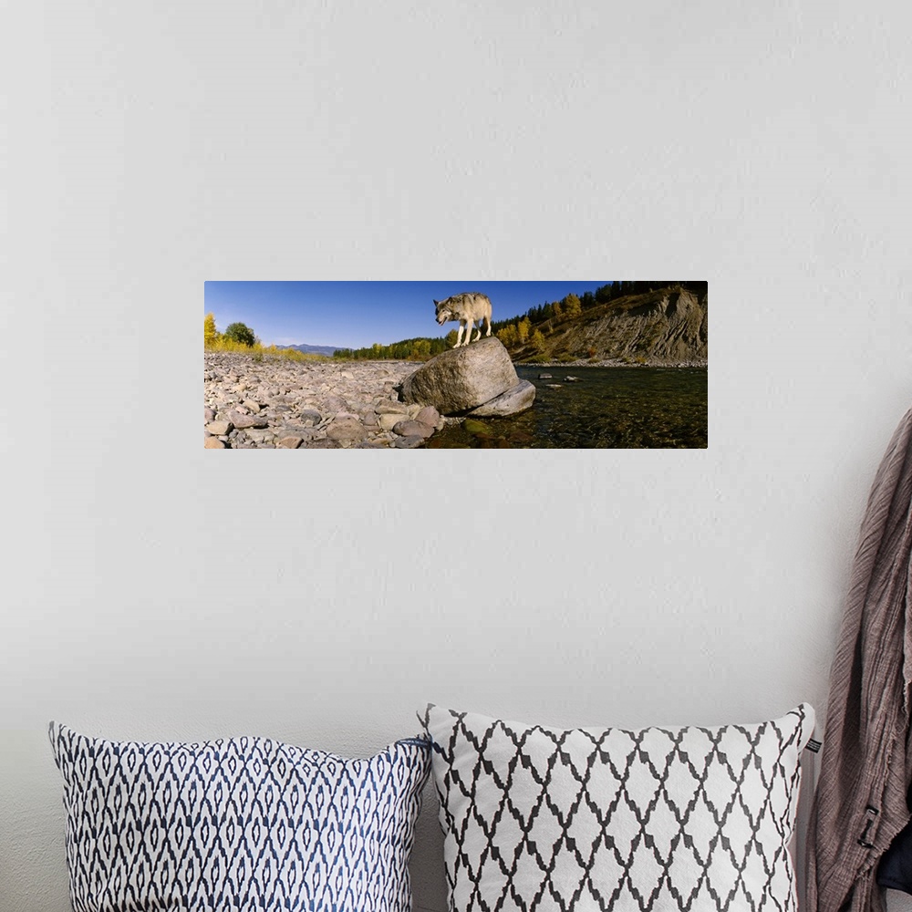 A bohemian room featuring Gray wolf standing on a rock at the riverbank, North Fork Flathead River, Glacier National Park, ...
