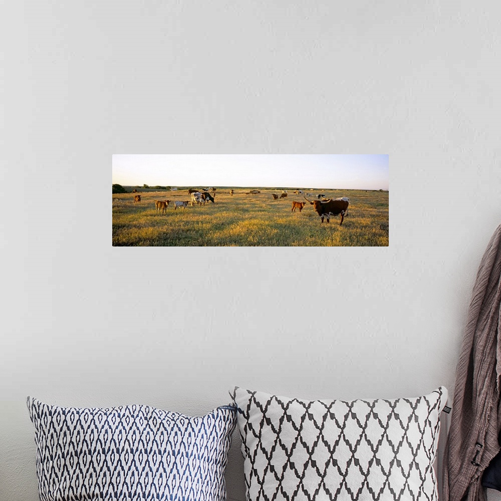 A bohemian room featuring Herd of cattle grazing in a field, Texas Longhorn Cattle, Kansas