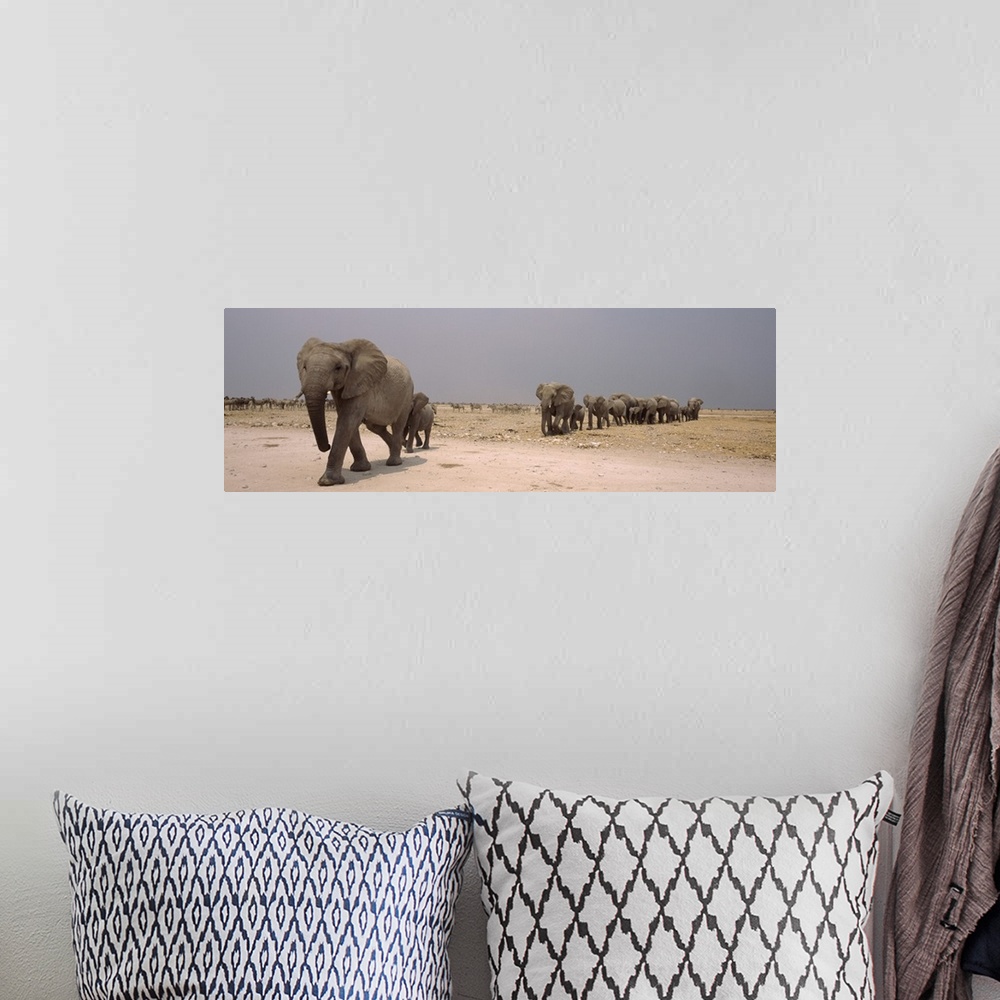 A bohemian room featuring Herd of female African elephants Loxodonta africana with their calves Etosha National Park Kunene...