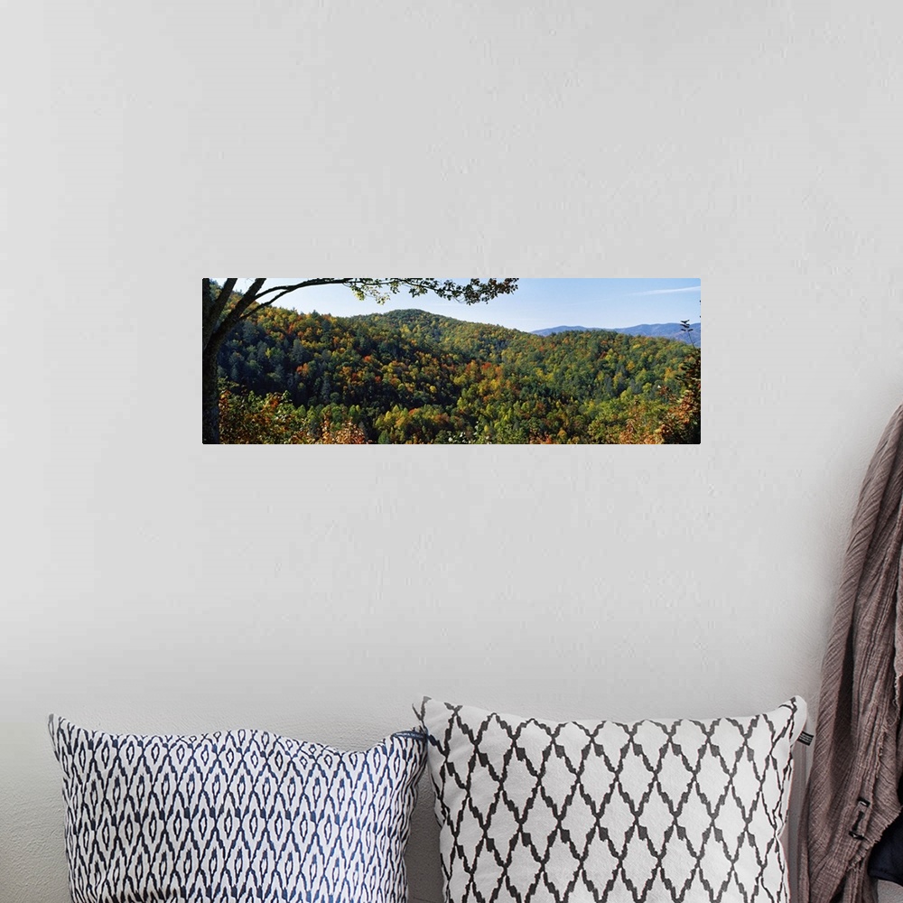 A bohemian room featuring High angle view of a forest, Cataloochee, Great Smoky Mountains National Park, North Carolina,