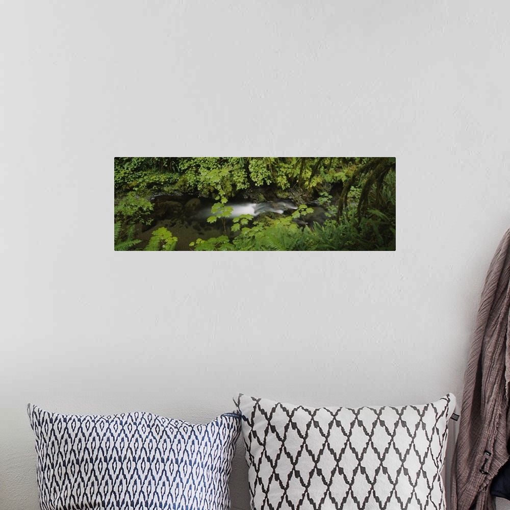 A bohemian room featuring High angle view of a lake in the forest, Willaby Creek, Olympic National Forest, Washington State
